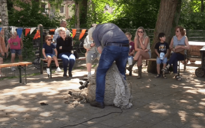 Schapen geschoren in de Dierenweide