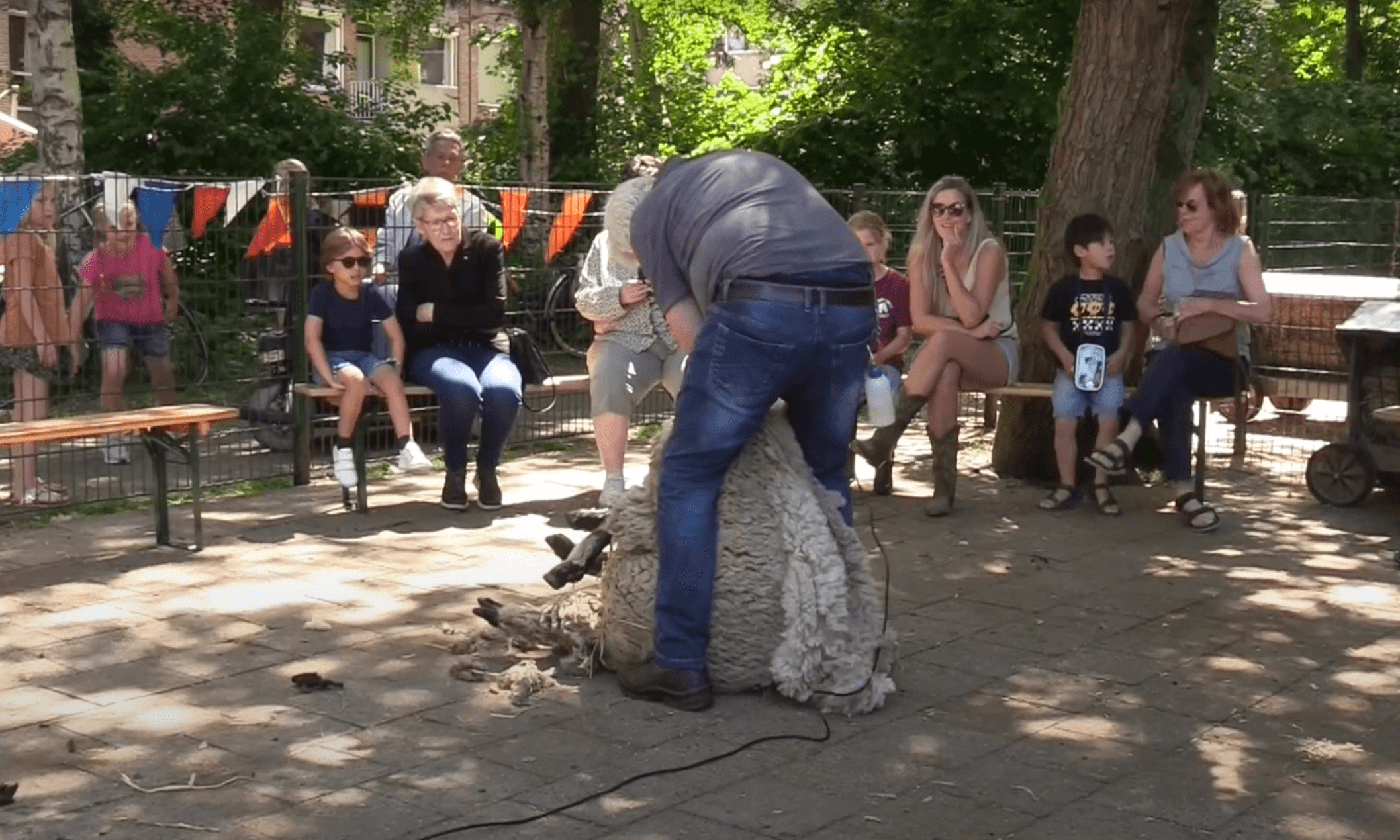 Schapen scheren Dierenweide Stadsweiden Harderwijk 3 juni 2023 Johan Ramon (1) Video schapen scheren Dierenweide